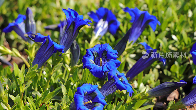 龙胆花(Gentiana acaulis)